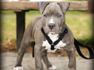 Dog leash bench background grass - handsome free wallpaper