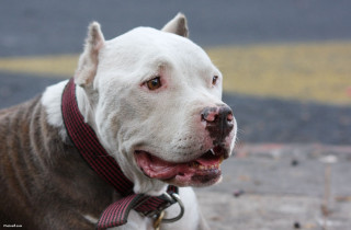 Dog red collar sitting looking - handsome free wallpaper