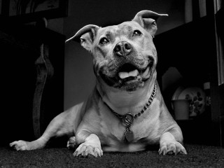 Dog laying floor mouth open 2 - his mouth open free wallpaper