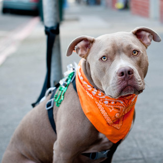 Dog bandana sidewalk pole streetlight 2 - free dogs wallpaper