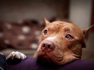 Dog laying lap pillow couch - his head on free wallpaper