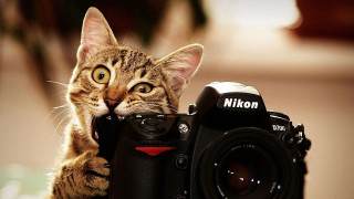 Cat holding camera looking lens 2 - nikon free wallpaper