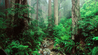Forest tall trees green plants 2 - free forest wallpaper