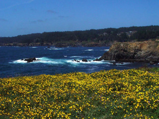 Yellow flowers water cliff background - a body of water free wallpaper for desktop