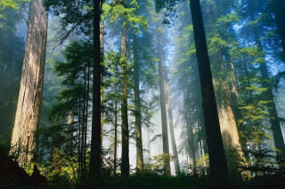 Forest green leaves bench path - free forest wallpaper