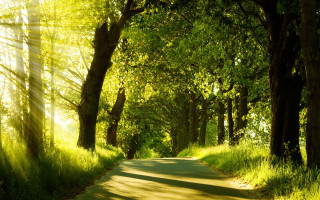 Sunlight forest path grass trees - sunlight free wallpaper