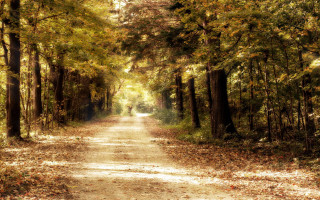 Dirt road fall trees leaves 4 - the fall time free wallpaper