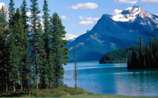 Mountain lake trees foreground scenery 3 - beautiful landscape free wallpaper