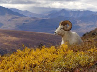 Ram hill mountains yellow bush - domirinic fegallia free wallpaper