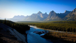 River lush forest valley tall - a lush green forest free wallpaper