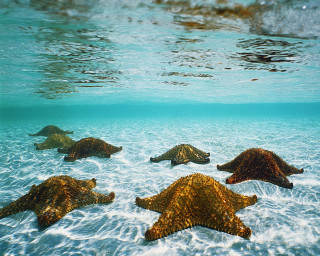 Sea stars swimming ocean sunlight - sunlight free wallpaper
