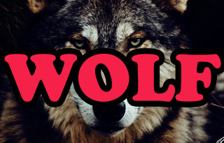 Wolf conceptual volumetric art grass - caspar wolf free wallpaper