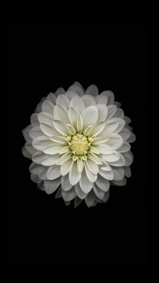 White flower dark background black 2 - arie smit free wallpaper