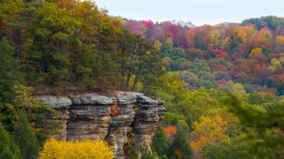 Cliff forest autumn leaves matte - david brewster free wallpaper
