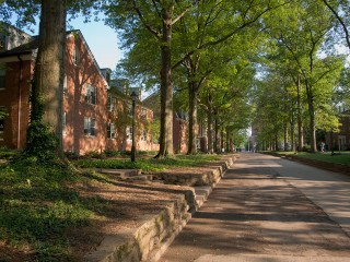 Tree lined brick buildings street - a sidewalk free wallpaper