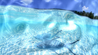 Fish swimming water forest beach - photorealism free wallpaper