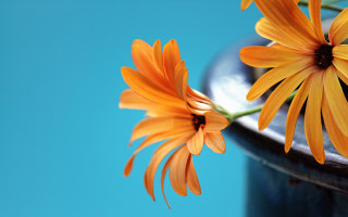 Flower vase blue background shallow - a table free wallpaper