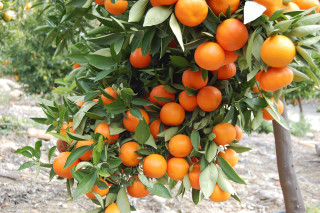 Oranges hanging from tree field - the sun free wallpaper