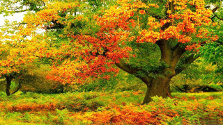 Tree yellow red leaves field - green leaf free wallpaper