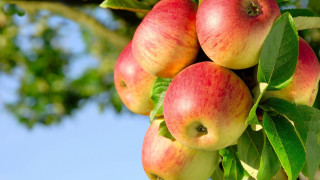 Apples tree branch leaves blue - branch free wallpaper