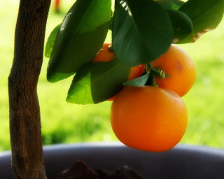 Tree oranges hanging branches pot - branch free wallpaper