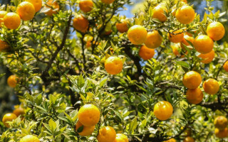 Orange tree fruit branches leaves - branch free wallpaper for desktop