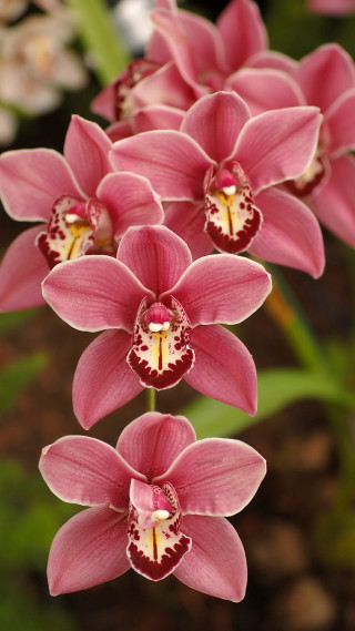 Pink flower striped petals green - free nature wallpaper