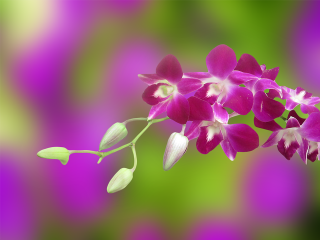 Purple flower leaves blurry background - a purple flower free wallpaper