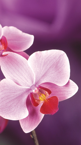 Pink flowers purple background yellow - macro photography free wallpaper