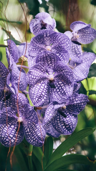 Purple flowers tree branch sunlight - purple free wallpaper