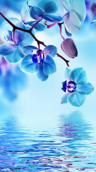Blue flower purple white branch - cheng shifa free wallpaper