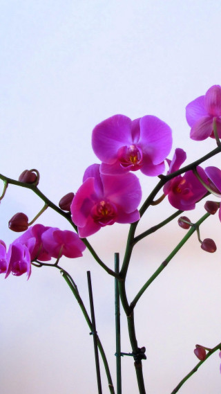 Vase purple flowers table wall - still free wallpaper