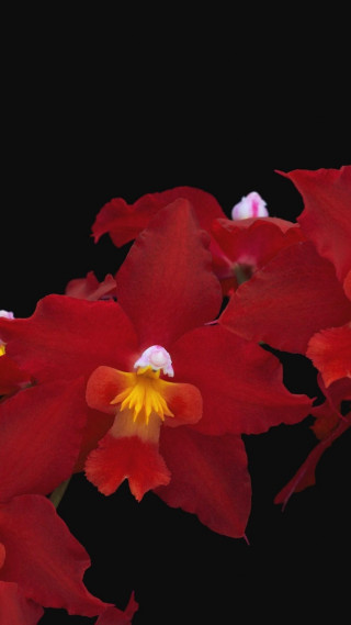 Red flowers macro rococo rich - rich deep color free wallpaper