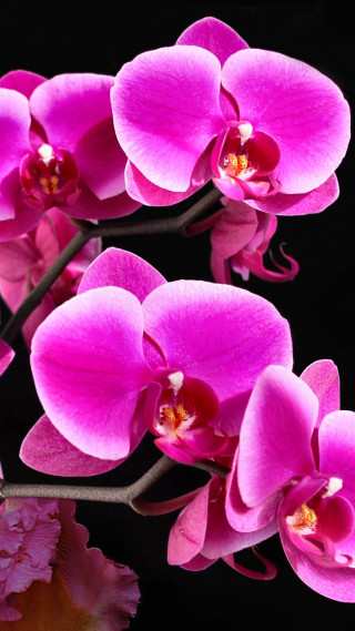 Pink flowers black background bunch 2 - a bunch free wallpaper