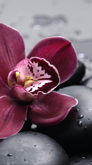 Purple flower black rocks water - macro photography free wallpaper