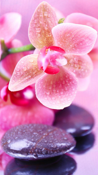 Pink flower black rocks water - macro photography free wallpaper