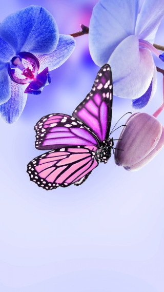 Butterfly flower gradient purple blue - a white center free wallpaper