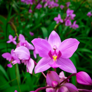 Close up flower background blurry 2 - boetius adamsz bolswert free wallpaper