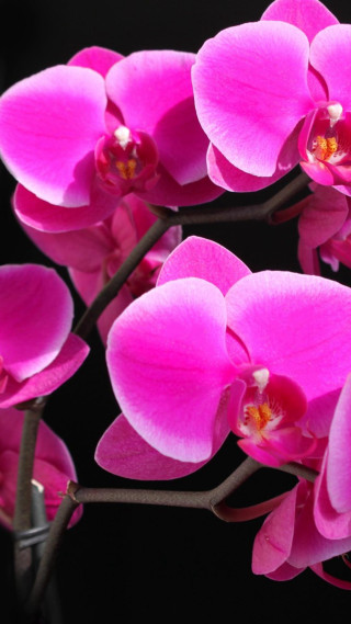 Pink flower black background white 3 - ecological art free wallpaper