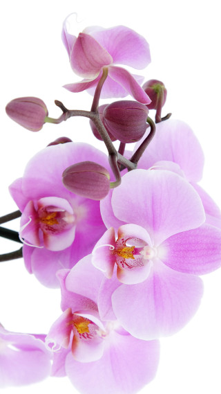 Pink flower closeup white background - boetius adamsz bolswert free wallpaper