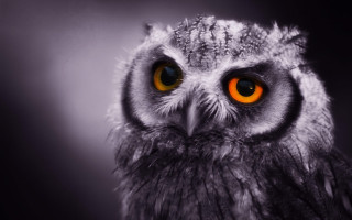 Owl orange eyes closeup black - orange background free wallpaper