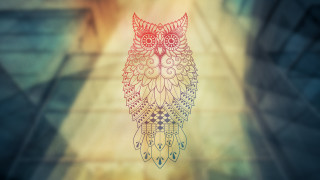 Owl pattern face wings back - its back free wallpaper
