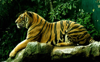 Tiger laying rock zoo trees - a tiger free wallpaper