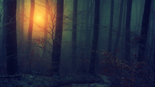Foggy forest sunlight trees leaves - forest free wallpaper