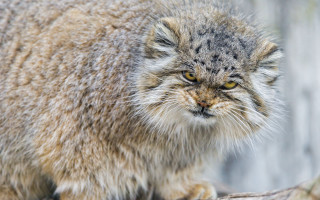 Cat furry face long whiskers - institutional free wallpaper