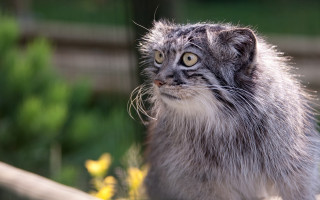 Cat long whiskers looking camera - a portrait free wallpaper