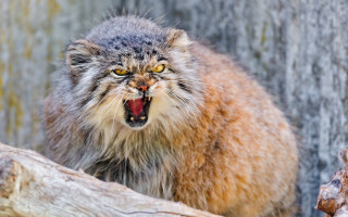 Angry cat open mouth tree - mouth wide open free wallpaper