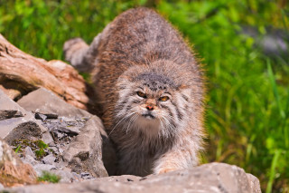 Cat walking rock grass log - angry free wallpaper