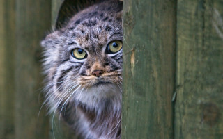 Cat fence green eyes furry - the fence free wallpaper
