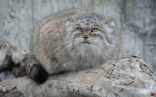 Cat sad tree branch looking - female free wallpaper
